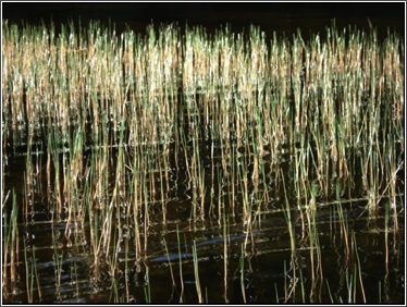 Lake Moniz Reeds